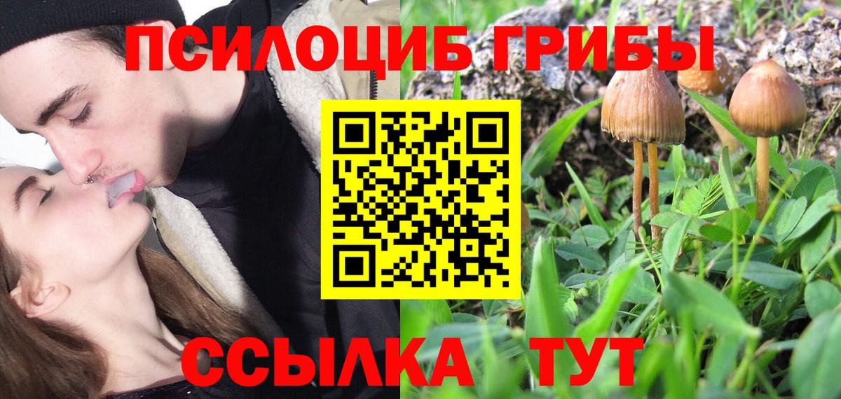где купить наркотик  Псилоцибиновые грибы прущие грибы  Пугачёв  Вход с VPN  Псилоцибиновые грибы мухоморы 